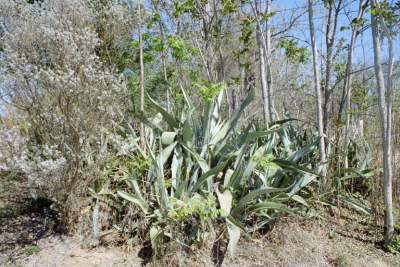TEXAS LLANO CACTUS2.JPG